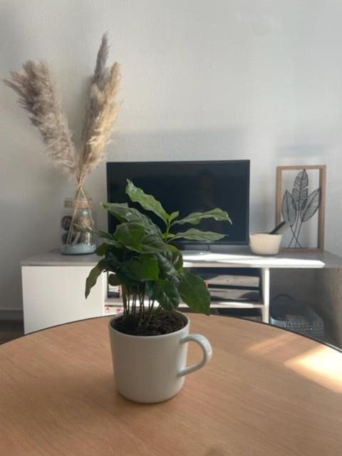 לונס-לה-סונייה Appartement Calme Au Coeur De La Ville מראה חיצוני תמונה